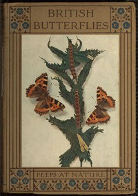 British Butterflies by Alexander Morrison Stewart