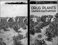 Drug Plants Under Cultivation by W. W. Stockberger
