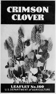 Crimson Clover [1938] by E. A. Hollowell