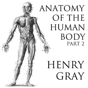 Anatomy of the Human Body, Part 2