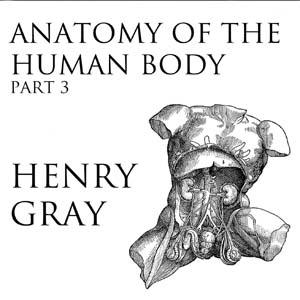 Anatomy of the Human Body, Part 3