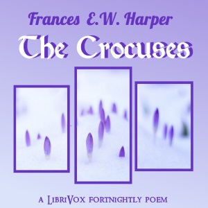 The Crocuses