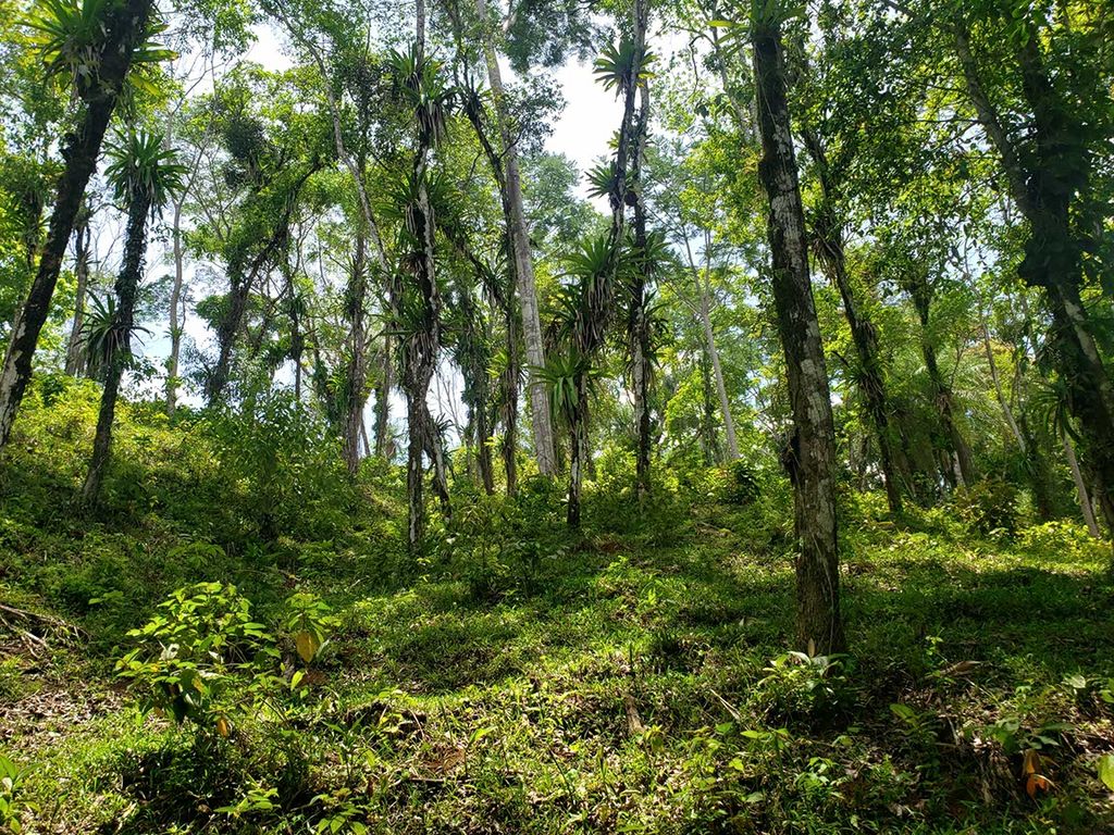 Foto de Finca de 56 Hectáreas para Desarrollo cerca de Punta Leona y Playa Jacó