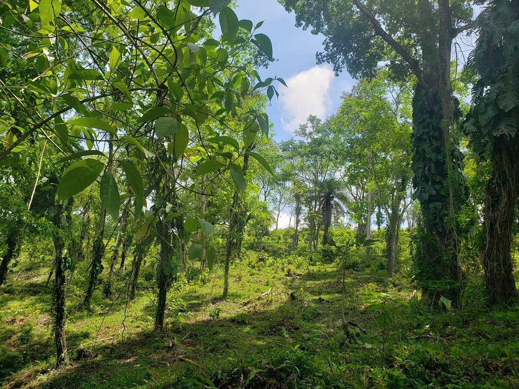 Foto de Finca de 56 Hectáreas para Desarrollo cerca de Punta Leona y Playa Jacó