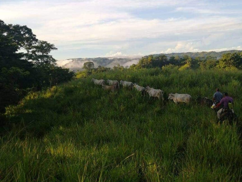 Foto de Finca Ganadera de 170 Hectáreas con Vista al Mar entre Jacó y Parrita