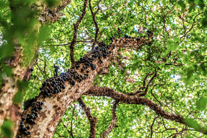 Como encontrar um pé de jabuticaba para chamar de seu