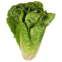 Fresh Lettuce, Organic, Romaine