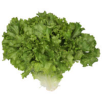 Fresh Lettuce, Organic, Green Leaf