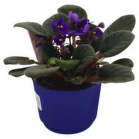 Westbrook Floral Violet, African, No. 4 - 1 Each 
