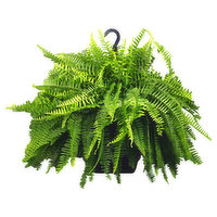 Sato Plant, Fern - 1 Each 