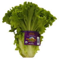 Fresh Lettuce, Organic, Green Leaf - 1 Each 