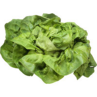 Fresh Butterhead Lettuce, Organic - 1 Each 