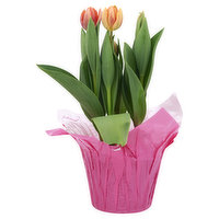 NA Tulips - 1 Each 