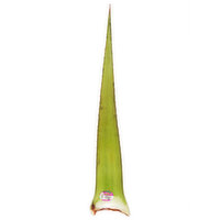 Fresh Aloe Vera - 1 Pound 