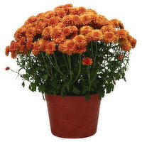 Van Hoekelen Greenhouses Floral, Hardy Mums, No. 8 - 1 Each 