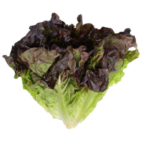 Fresh Leaf Lettuce, Organic, Red