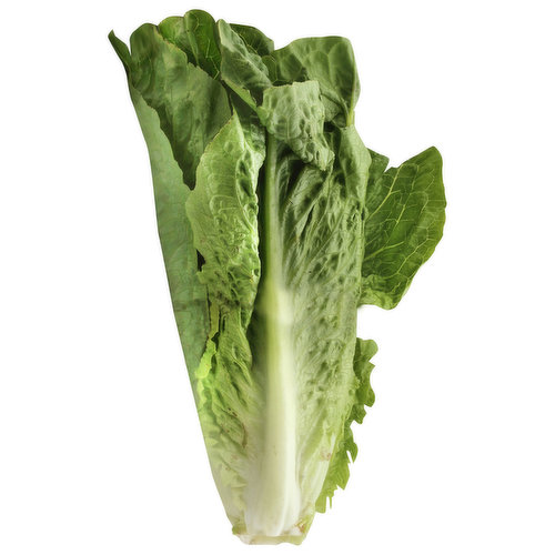 Fresh Lettuce, Romaine