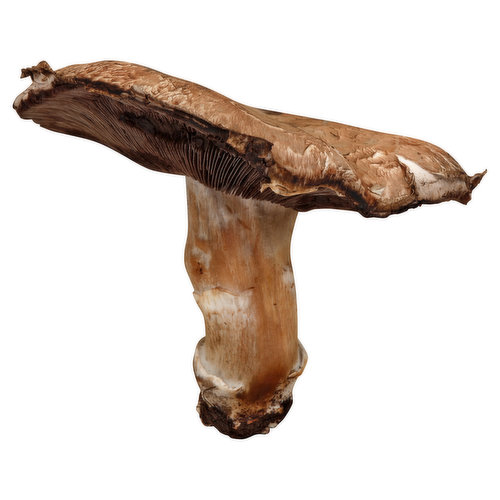 Fresh Mushroom, Portabella
