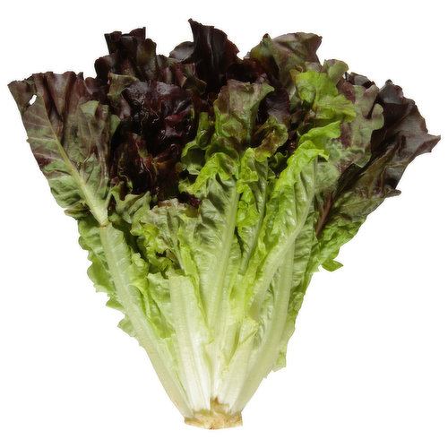 Fresh Lettuce, Red Leaf