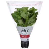 North Shore Living Herbs Basil, 1 Each