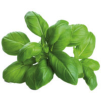 Fresh Basil Ea., 1 Each