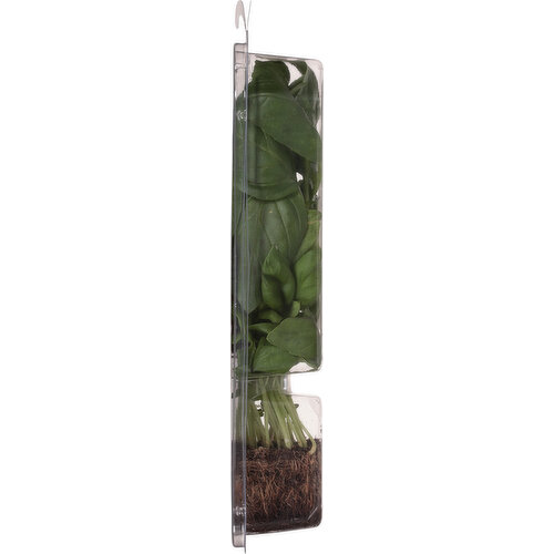 Sun Harvest Living Basil, Organic