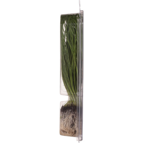 Sun Harvest Living Chives, Organic