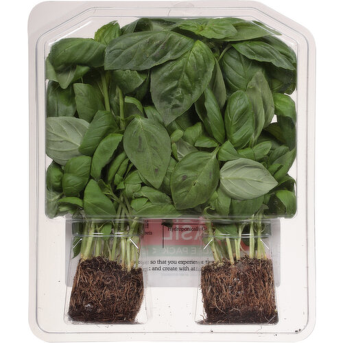 Sun Harvest Living Basil, Organic, Value Pack