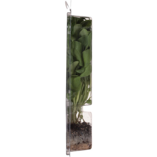 Sun Harvest Living Arugula, Organic