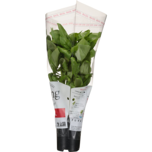 North Shore Living Herbs Basil