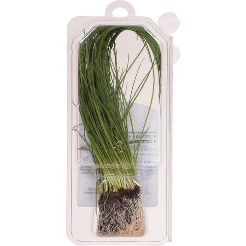 Sun Harvest Living Chives, Organic