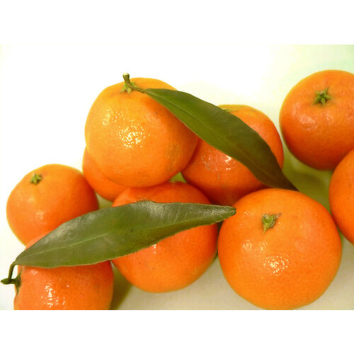 Fairchild Tangerines