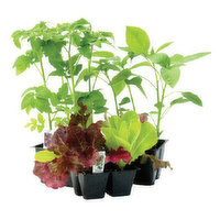 Cub Floral Annual Vegetable, 4 Pack, 1 Each