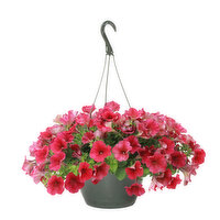 Cub Floral 10" Deluxe Petunia Hanging Basket, 1 Each