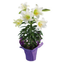 Cub Floral Easter Lily, 1 Each