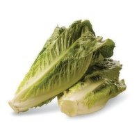 Fresh Lettuce Romaine, 1 Each