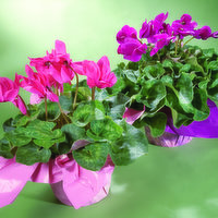 Blooming Cyclamen, Potted Flowers, 1 Each