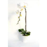 Cub 5 Inch Orchid in White Haven Ceramic, 1 Each