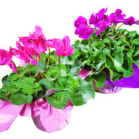 Blooming Cyclamen, Potted Flowers, 1 Each