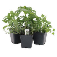 Cub Floral 3.25" Herb or Veggie, 1 Each