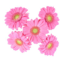 Cub Floral Gerbera Daisy Bunches, 5 Stem, 1 Each