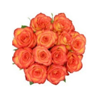 Cub Dozen Orange Roses, 1 Each