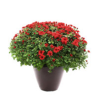 Cub Garden Patio Mum, 1 Each