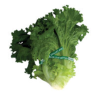 Fresh Green Leaf Lettuce, 1 Each