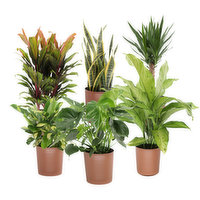 Cub 10" Large Potted Houseplant, 1 Each