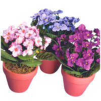 Flowering 4 Inch African Violet Plant, 1 Each