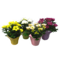 Blooming Assorted Mums, 1 Each