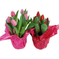 Cub Floral Blooming 4" Flowering Tulips, 1 Each