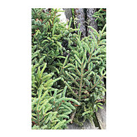 Cub 3’ Spruce Tip Bundles, 1 Each