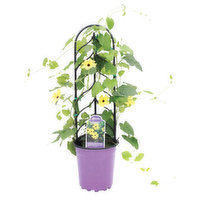 Cub Floral Morning Glory Climbing Vine, 1 Each